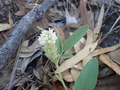 Hairy Uraria (Uraria lagopodioides)