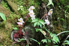 Begonia griffithii (Begonia griffithii)