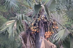 Palmyra palm (Borassus flabellifer)