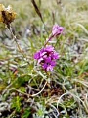 Swedish Catchfly (Silene suecica)