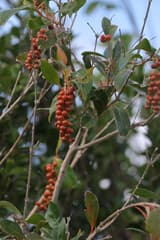 Fourangled Fiddlewood (Citharexylum quadrangulare)