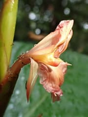 Arouma (Ischnosiphon arouma)