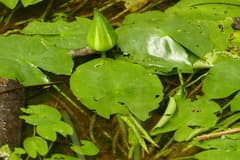 Glandular Water Lily (Nymphaea glandulifera)
