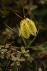 Himalayan Fritillary (Fritillaria cirrhosa)