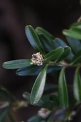 Harland boxwood (Buxus harlandii)