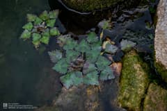 Water Chestnut (Trapa incisa)