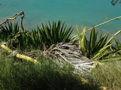 Tuberous Furcraea (Furcraea tuberosa)