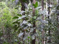 Giant Pothos (Epipremnum amplissimum)