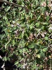 Catamarca verbena (Aloysia catamarcensis)