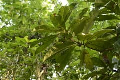 Elephant Apple (Dillenia indica)