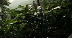 Alpinia katsumadai (Alpinia katsumadai)
