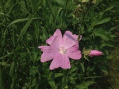 Okra (Abelmoschus)