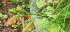 White-green sedge (Carex leucochlora)