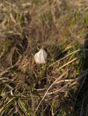 Alatau Crocus (Crocus alatavicus)