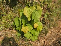 Thomson's maple (Acer thomsonii)