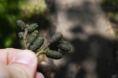 Nepal alder (Alnus nepalensis)