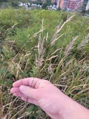 Chinese needle grass (Achnatherum pekinense)