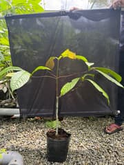 False Camphor (Alseodaphne)