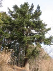 Momi Fir (Abies firma)