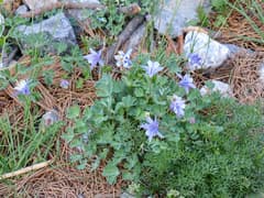 Amalia's columbine (Aquilegia amaliae)