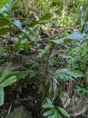 Dwarf Aiphanes Palm (Aiphanes minima)