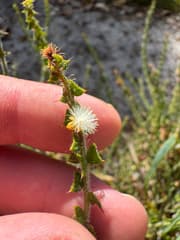 Two-flowered Wattle (Acacia biflora)