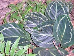 Calathea (Calathea)