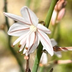 Hollow Asphodel (Asphodelus fistulosus)