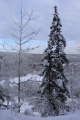 Siberian Fir (Abies sibirica)