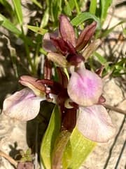 Hillside Vermeulen (Vermeulenia collina)