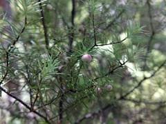 Pineapple Shrub (Leptecophylla)