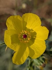 Prickly Poppy (Argemone)