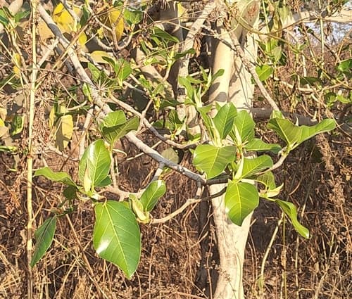 Ficus Altissima (Ficus altissima)