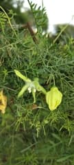 Snake gourd (Abobra)
