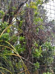 Fiji Saw-sedge (Gahnia vitiensis)