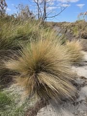Tussock Grass (Austrostipa stipoides)