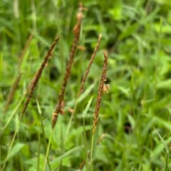 Polytrias indica (Polytrias indica)