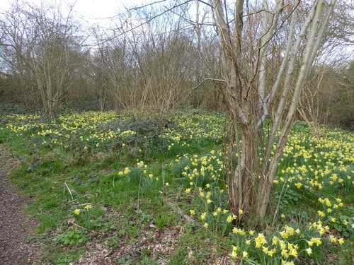Wild Daffodil (Narcissus pseudonarcissus)
