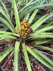 Pinguin Bromelia (Bromelia pinguin)