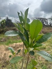 Aegiphila bogotensis is also known as "Bogota Aegiphila" (Aegiphila bogotensis)