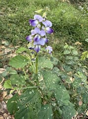 Rattlepod (Crotalaria verrucosa)