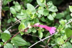 Abelia (Abelia)