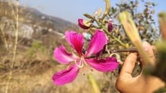 Purple Orchid Tree (Bauhinia purpurea)