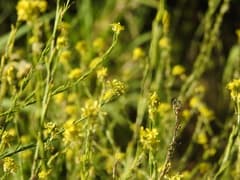 Italian Cress (Brassica geniculata)