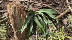 Nippon lily (Rohdea japonica)