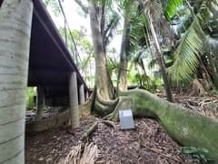 Ficus guaranitica (Ficus guaranitica)