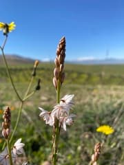 Slender-leaved Asphodel (Asphodelus tenuifolius)