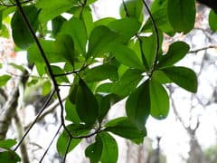 Karaka (Corynocarpus)