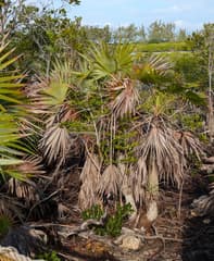Thatch palm (Leucothrinax)