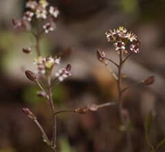 Denseflower rockcress (Hornungia petraea)